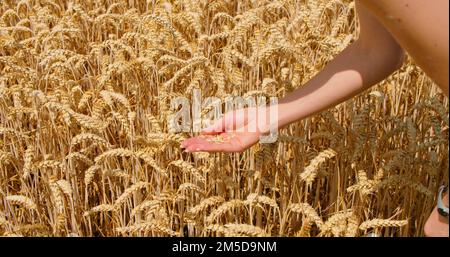 Nahaufnahme der Frauenhände Weizenohren auf Reife prüfen. Weltweites Ernteproblem. Feld mit reifem goldenen Weizen bei Sonnenuntergang, Nahrungsmittelkrise und Hunger Stockfoto