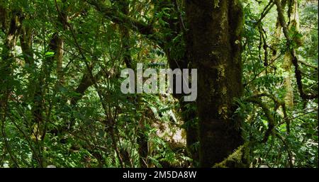 Regenwald im Anaga-Nationalpark, nördlich von Teneriffa. Die Kamera bewegt sich entlang des Weges zwischen Bäumen, die mit Moos und Büschen überwuchert sind. Stockfoto