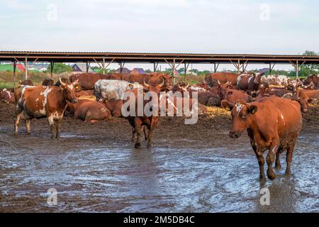 Rote und weiße Kühe in einer Futtergrube. Viehzucht Stockfoto