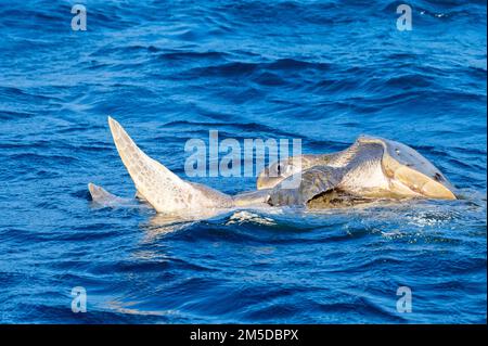 Olive ridley Sea Schildkröten oder Lepidochelys olivacea führen Paarungsritual durch Stockfoto