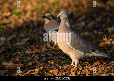Holztauben oder Columba Palumbus wandern in einem natürlichen Lebensraum Stockfoto
