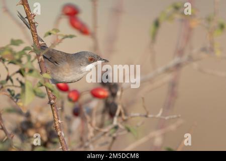 Weibliche Sardinische Warbler (Curruca melanocephala) auf einem Dornzweig, Nahaufnahme von der Seite, natürlicher mediterraner Lebensraum. Stockfoto