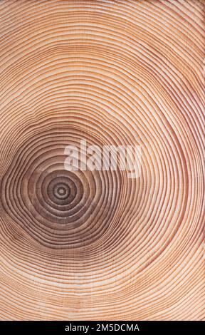 Wachstumsringe einer Fichte. Querschnitt, der durch den getrockneten Stamm einer europäischen Fichte, Picea abies, geschnitten wird und die Jahresringe oder Baumringe zeigt. Stockfoto