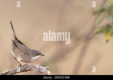 Weibliche Sardinische Warbler (Curruca melanocephala) auf einem Dornzweig, Nahaufnahme von der Seite, natürlicher mediterraner Lebensraum. Stockfoto