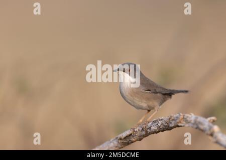Weibliche Sardinische Warbler (Curruca melanocephala) auf einem Dornzweig, Nahaufnahme von der Seite, natürlicher mediterraner Lebensraum. Stockfoto