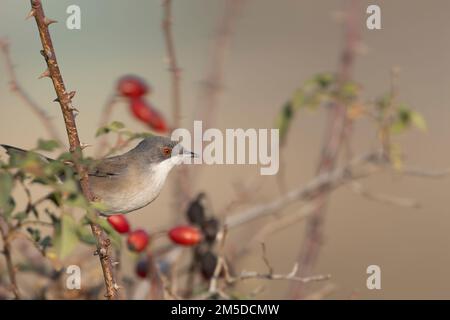 Weibliche Sardinische Warbler (Curruca melanocephala) auf einem Dornzweig, Nahaufnahme von der Seite, natürlicher mediterraner Lebensraum. Stockfoto