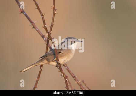 Weibliche Sardinische Warbler (Curruca melanocephala) auf einem Dornzweig, Nahaufnahme von der Seite, natürlicher mediterraner Lebensraum. Stockfoto