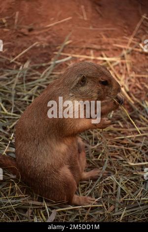 Seitenprofil eines Präriehundes mit schwarzem Schwanz, der ein Stück Stroh isst. Stockfoto