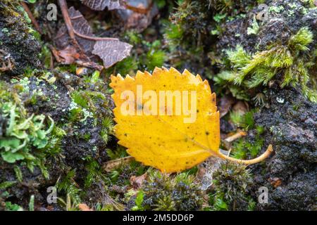 Birkenblatt (Betula pendula) auf Waldboden im Herbst, Warwickshire, Oktober. Stockfoto