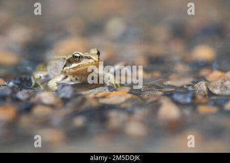 Gemeiner Frosch (Froglet) (Rana temporaria), ruht in flachen Gartenteichen, West Midlands, England, Juli. Stockfoto