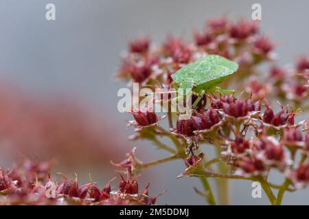 Grüner Shieldbug (Palomena prasina), ernähren sich von toten Blumensaatköpfen von Sedum sp., im Garten, West Midlands, August. Stockfoto