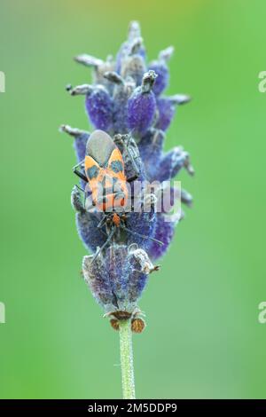 Schwarz-roter Kürbiskäfer/Zimtkäfer (Corizus hyoscyami subs. Nigridorsu) Fütterung von verfallenem Lavendel-Flowehead im Garten, West Midlands, August. Stockfoto