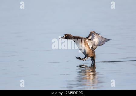 Tufted Duck (Aythya fuligula), Erwachsene Frau bei der Fluglandung, WWT Slimbridge, Gloucestershire, England, Januar. Stockfoto