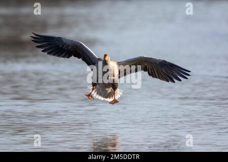 Greylag Goose, (Anser anser), Erwachsener bei Fluglandung auf Wasser, WWT Slimbridge, Gloucestershire, England, Dezember. Stockfoto