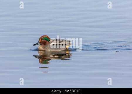 Eurasisches Teal (Anas crecca), Erwachsener, männlich, Schwimmen auf dem Wasser, WWT Slimbridge, Gloucestershire, England, Januar. Stockfoto