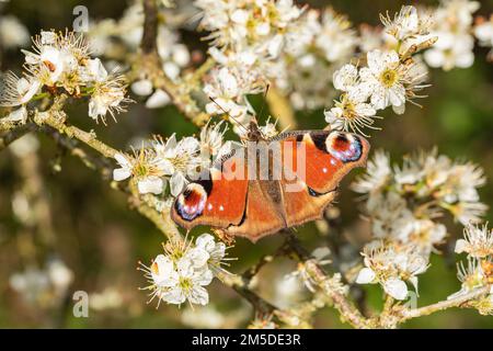 Peacock Butterfly, (Aglais io), Erwachsener, sonnt sich von Schwarzdornblüten am Waldrand, (Prunus spinosa) West Midlands, England, April. Stockfoto