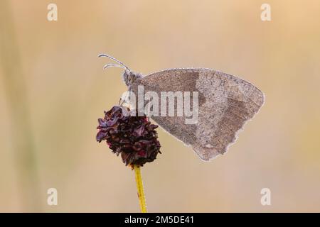 Wiese Brauner Schmetterling (Maniola jurtina), Erwachsener, der auf dem Blumenkopf des Großen Burnet (Sanguisorba officinalis) in der Heuwiese stöhnt, am frühen Morgen. Stockfoto