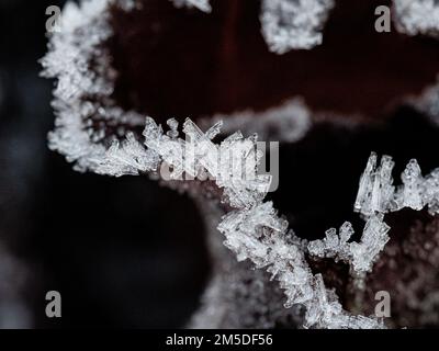 Eiskristalle an den Rändern der dunkelroten Blätter eines Radicchios. Stockfoto