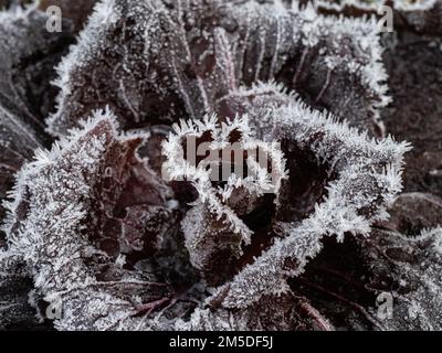 Eiskristalle an den Rändern der dunkelroten Blätter eines Radicchios. Stockfoto