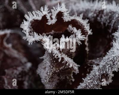 Eiskristalle an den Rändern der dunkelroten Blätter eines Radicchios. Stockfoto