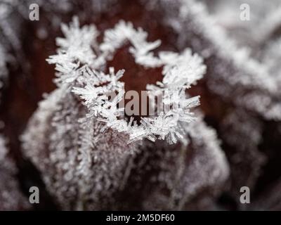 Eiskristalle an den Rändern der dunkelroten Blätter eines Radicchios. Stockfoto