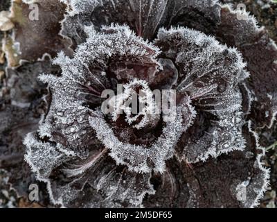 Eiskristalle an den Rändern der dunkelroten Blätter eines Radicchios. Stockfoto