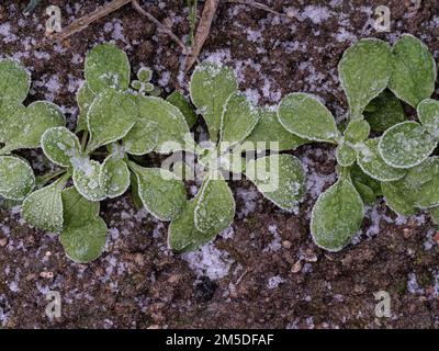 Junge Setzlinge aus Maissalat oder Lammsalat, die nach hartem Frost mit Eiskristallen bedeckt sind. Stockfoto