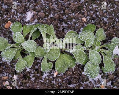 Junge Setzlinge aus Maissalat oder Lammsalat, die nach hartem Frost mit Eiskristallen bedeckt sind. Stockfoto