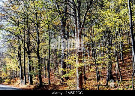 Ilsetal nahe Ilsenburg im Harz; Ilse bei Ilsenbur im Harzgebirge, Deutschland Stockfoto