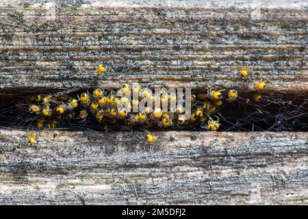 Common Orb Web Spider (Araneus diadematus), Spinnen auf Zaun im Garten, West Midlands, England, Juni. Stockfoto