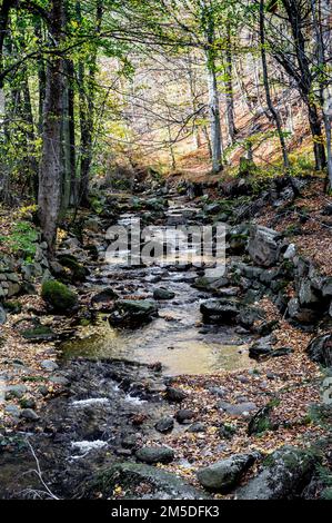 Ilsetal nahe Ilsenburg im Harz; Ilse bei Ilsenbur im Harzgebirge, Deutschland Stockfoto