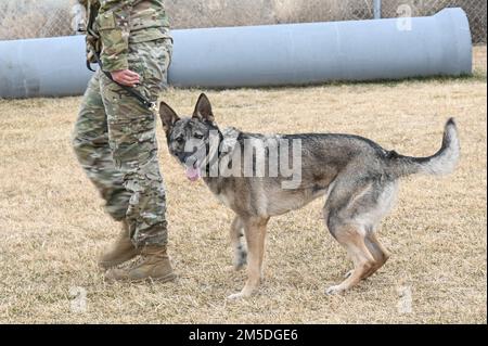 Artyi, Militärarbeiterhund, wandelt am 4. März 2022 an der Seite ihres Betreuers, Senior Airman Amelia Williams, 75. Sicherheitsschwadron, am Luftwaffenstützpunkt Hill, Utah. Artyi, ein Patrouillenhund zur Sprengstoffdetektion, ist eine neue Ergänzung in der K-9 Hundehütte von Hill, die vor kurzem aus dem Militär-Working-Dog-Programm der Joint Base San Antonio-Lackland, Texas, angekommen ist. Stockfoto