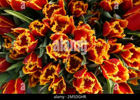 Rote und gelbe Tulpenblüten Stockfoto