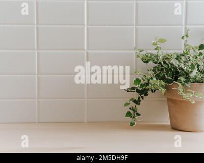 Hintergrund mit weißen rechteckigen Fliesen an der Wand und Hauspflanze in einem Keramiktopf. Kopierbereich für die Präsentation von Kosmetika, umweltfreundlichen Produkten, Lebensmitteln. Stockfoto