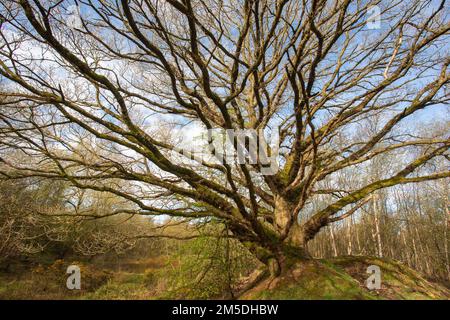 Englische Eiche, (Quercus robur), Antiker Baum, West Midlands, England, April. Stockfoto