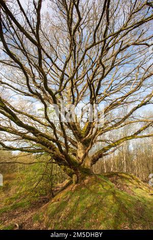 Englische Eiche, (Quercus robur), Antiker Baum, West Midlands, England, April. Stockfoto