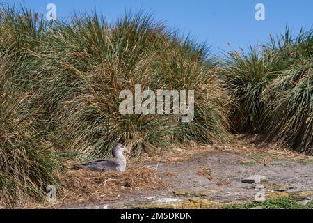 Nördliches Riesenpetrele (Macronectes halli), das auf einem Nest an einem Kiesstrand auf der Carcass-Insel auf den Falklandinseln sitzt. Stockfoto