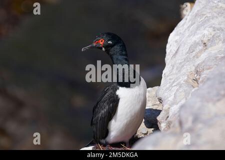 Rock Shag (Phalacrocorax magellanicus) nistet auf den Klippen von Carcass Island in den Falkland Inseln Stockfoto