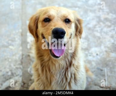 Nahaufnahme eines Golden Retriever Hundes Stockfoto