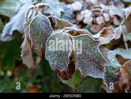 Natur, Jahreszeiten, Herbst, Herbstfarben, Winter, Kälte, Pflanzenwelt, Flora, mit Heiserfrost bedeckte Blätter, Hortensien aus Eichenblättern, Hydrangea quercifolia Stockfoto