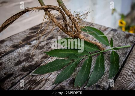 Wurzel- und Blattgemüse von Sambucus ebulus, auch bekannt als Danewort, dänen-Unkraut, Danesblut, Zwergältester oder europäischer Zwergältester, Walnuss, Zwergholzbeere Stockfoto