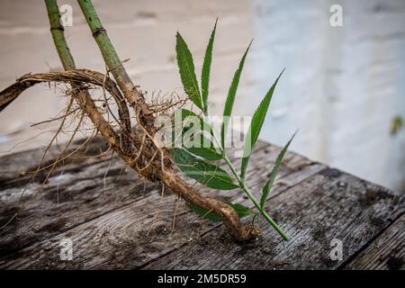 Wurzel- und Blattgemüse von Sambucus ebulus, auch bekannt als Danewort, dänen-Unkraut, Danesblut, Zwergältester oder europäischer Zwergältester, Walnuss, Zwergholzbeere Stockfoto