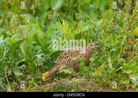 Nahaufnahme einer Henne oder eines Weibchens mit Ringhals oder gewöhnlichem Fasan, die in einem natürlichen Lebensraum auf dem Ackerland forscht. Wissenschaftlicher Name: Phasianus colchicus. Nach rechts. Stockfoto