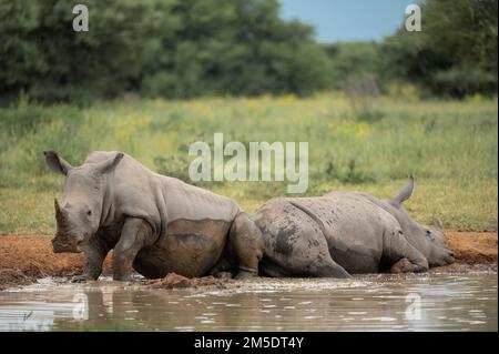 Weiße Nashörner, die sich im Watering Hole, Marataba, Marakele National Park, Südafrika, ausruhen Stockfoto