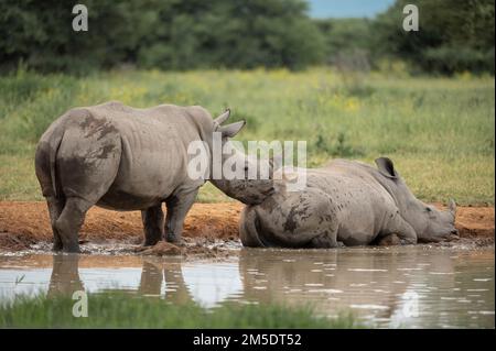 Weiße Nashörner, die sich im Watering Hole, Marataba, Marakele National Park, Südafrika, ausruhen Stockfoto