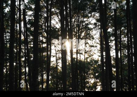 Wunderschöne Pinienwaldlandschaft mit Sonnenlicht, das durch die Bäume scheint. Waldbäume bedeckt mit goldenem Sonnenlicht vor Sonnenuntergang. Waldlandschaft. Stockfoto