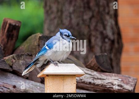 Ein Bluejay sitzt auf einem Zaunpfahl. Stockfoto