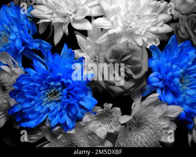 Schwarzweißbild Eines Bouquet Mit Leuchtend Blauen Blumen – Stockfoto Stockfoto