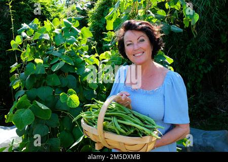 Attraktive, reife Frau mit frisch gepflückten Läuferbohnen – John Gollop Stockfoto