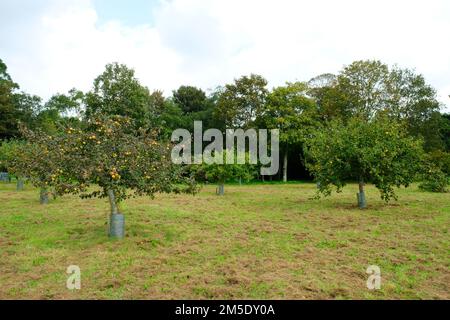 Apfelplantage voller Früchte - John Gollop Stockfoto